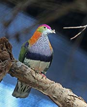 Picture/image of Superb Fruit-Dove
