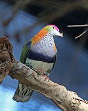 Picture/image of Superb Fruit-Dove