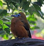 Picture/image of Capuchinbird