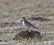 Picture/image of Horned Lark