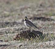 Picture/image of Horned Lark