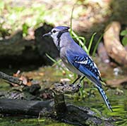 Picture/image of Blue Jay