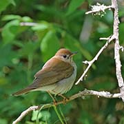 Picture/image of Veery