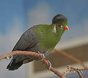 Picture/image of White-cheeked Turaco