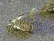 Picture/image of Chestnut-bellied Sandgrouse