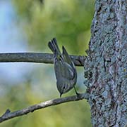 Picture/image of Cape May Warbler