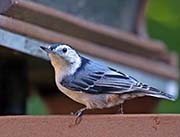 Picture/image of White-breasted Nuthatch