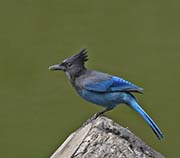 Picture/image of Steller's Jay