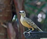 Picture/image of Fawn-breasted Bowerbird