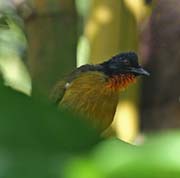 Picture/image of Black-crested Bulbul