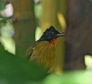 Picture/image of Black-crested Bulbul