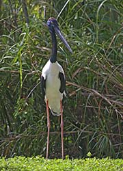 Picture/image of Black-necked Stork