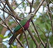 Picture/image of Wompoo Fruit-Dove
