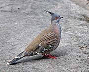 Picture/image of Crested Pigeon