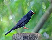 Picture/image of Black Bulbul