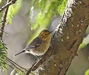 Picture/image of Hermit Warbler