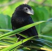 Picture/image of Groove-billed Ani