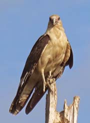 Picture/image of Yellow-headed Caracara