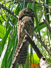 Picture/image of Great Potoo