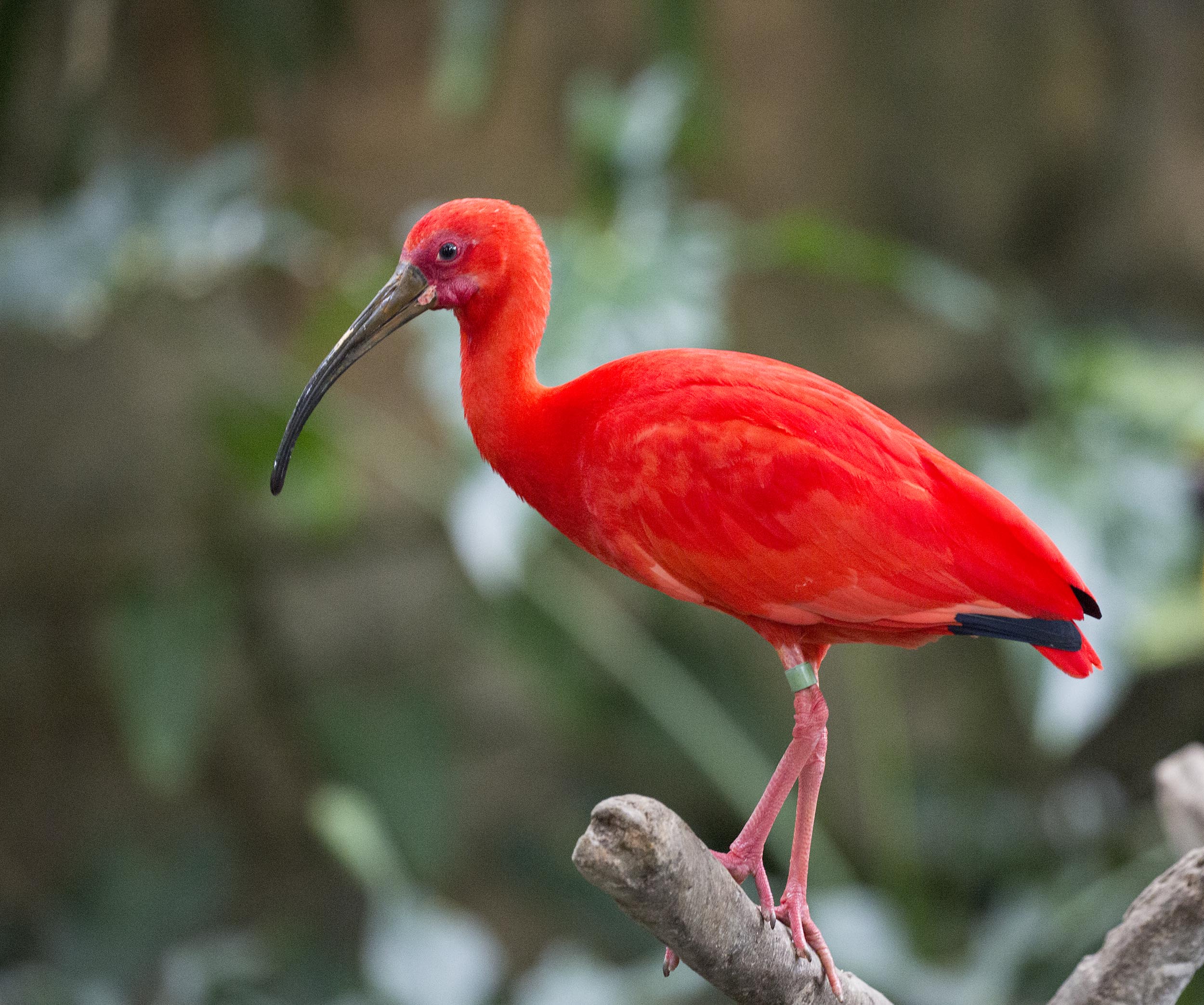 Pictures And Information On Scarlet Ibis