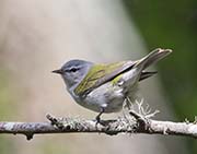 Picture/image of Tennessee Warbler