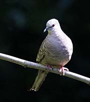Picture/image of Inca Dove