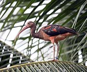 Picture/image of Scarlet Ibis