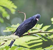 Picture/image of Black Bulbul