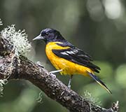 Picture/image of Baltimore Oriole