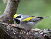 Picture/image of Golden-winged Warbler
