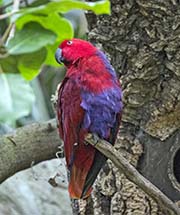 Picture/image of Eclectus Parrot