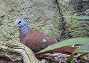 Picture/image of Blue-headed Wood-dove