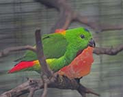 Picture/image of Blue-crowned Hanging Parrot