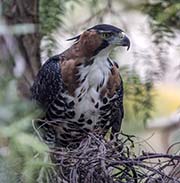 Ornate Hawk-eagle