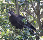Picture/image of Black Parrot