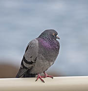 Picture/image of Rock Pigeon
