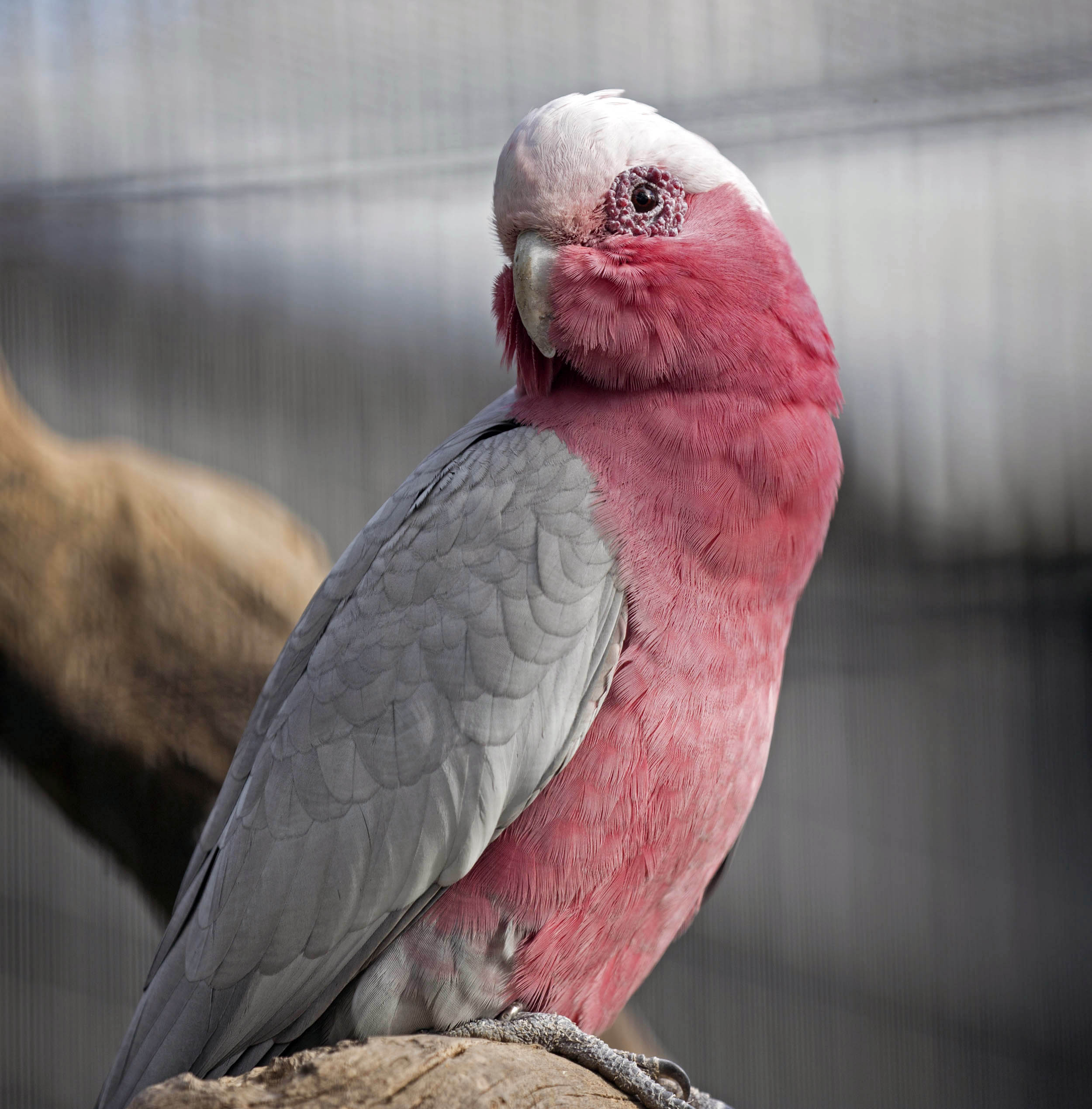 galah cockatoo waaa