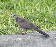 Picture/image of Spotted Dove