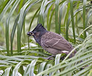 Picture/image of Red-vented Bulbul