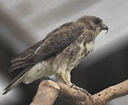 Picture/image of Hawaiian Hawk