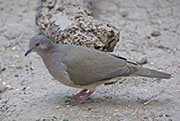 Picture/image of White-tipped Dove