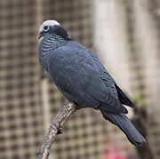 Picture/image of White-crowned Pigeon