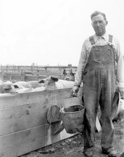 Walter slopping his pigs