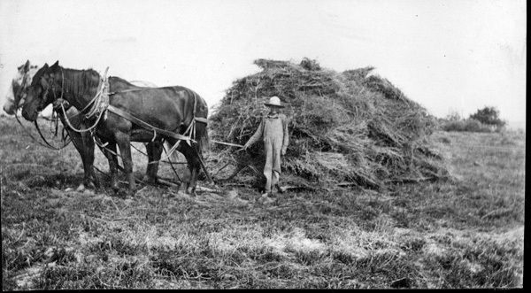 Haying on the C. E. Grimes farm, ca. 1900.